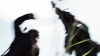 the_100_survivors_1270.jpg