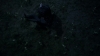 the_100_survivors_2991.jpg