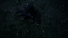 the_100_survivors_2993.jpg