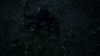 the_100_survivors_2995.jpg