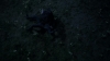 the_100_survivors_2996.jpg