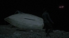 the_100_survivors_3843.jpg
