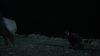the_100_survivors_4005.jpg