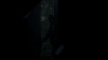 the_100_survivors_4066.jpg