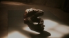 the_100_survivors_5304.jpg