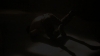 the_100_survivors_5311.jpg
