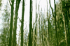 vlcsnap-2015-11-02-17h55m34s003.png