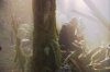 vlcsnap-2015-11-02-17h55m36s298.png