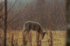 vlcsnap-2015-11-02-17h56m52s611.png