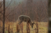 vlcsnap-2015-11-02-17h56m53s027.png