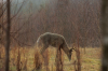 vlcsnap-2015-11-02-17h56m53s439.png