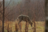 vlcsnap-2015-11-02-17h56m53s857.png
