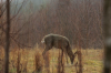 vlcsnap-2015-11-02-17h56m54s282.png