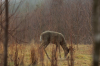 vlcsnap-2015-11-02-17h56m55s121.png