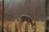 vlcsnap-2015-11-02-17h56m55s523.png