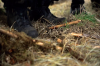 vlcsnap-2015-11-02-17h57m42s033.png