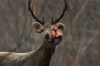 vlcsnap-2015-11-02-17h57m43s760.png
