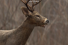 vlcsnap-2015-11-02-17h57m52s024.png