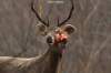 vlcsnap-2015-11-02-17h57m52s405.png