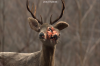 vlcsnap-2015-11-02-17h57m52s851.png