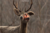 vlcsnap-2015-11-02-17h57m53s298.png