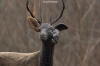 vlcsnap-2015-11-02-17h57m55s633.png