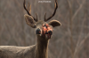 vlcsnap-2015-11-02-17h57m56s059.png