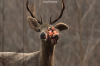 vlcsnap-2015-11-02-17h57m56s562.png