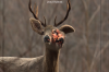 vlcsnap-2015-11-02-17h57m57s005.png