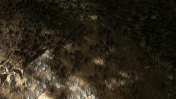 The Fog of War the 100 Season Two Episode Six-1268
