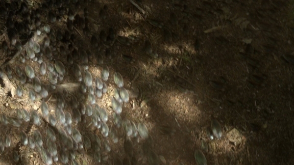 The Fog of War the 100 Season Two Episode Six-1267
