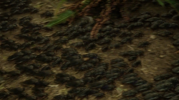The Fog of War the 100 Season Two Episode Six-1252
