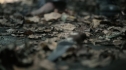 the100206_0490.jpg